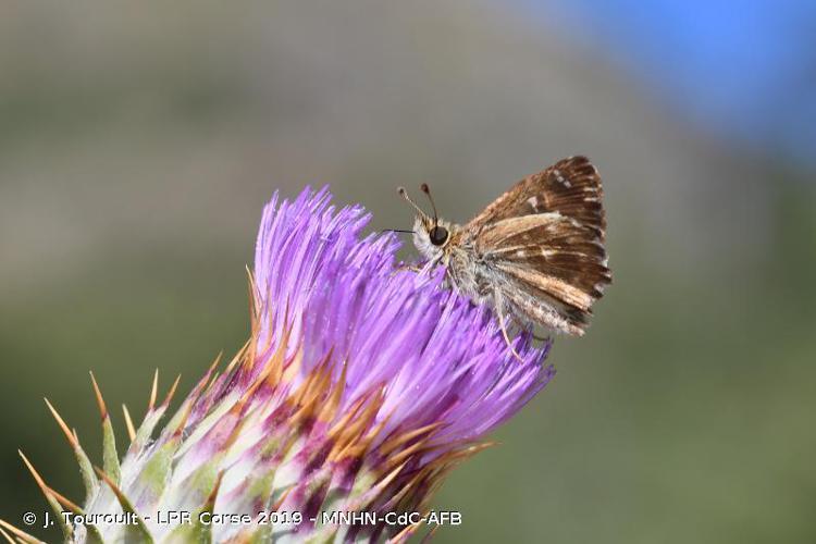 Corse. Tartagine. Expédition La Planète Revisitée 2019 (MNHN, Collectivité de Corse, AFB) © J. Touroult - LPR Corse 2019 - MNHN-CdC-AFB