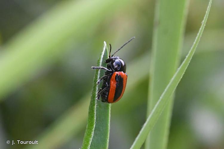 Ab. sanguinolentus. Pyrénées. © J. Touroult