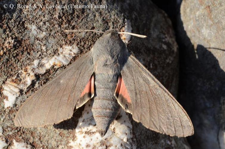  © Q. ROME & A. LEVEQUE (Entomo Fauna)