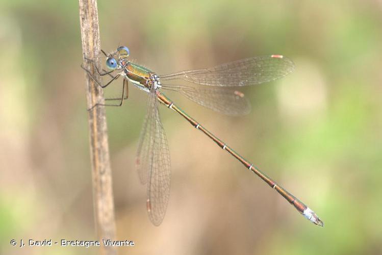  © J. David - Bretagne Vivante
