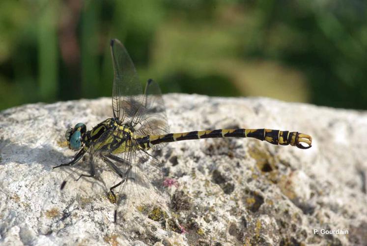 Brignoles © P. Gourdain