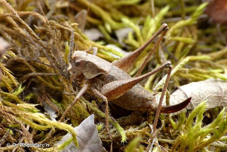 Imago femelle. Porcheville (78). © O. Roquinarc'h