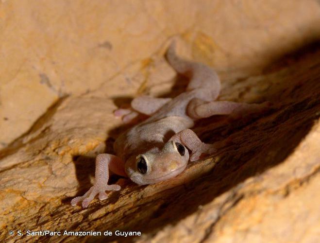  © S. Sant/Parc Amazonien de Guyane