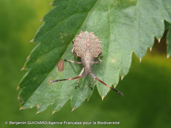 Juvénile © Benjamin GUICHARD/Agence Française pour la Biodiversité