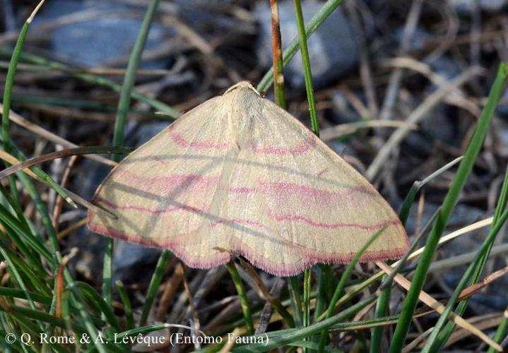  © Q. ROME & A. LEVEQUE (Entomo Fauna)