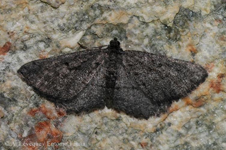  © A. LEVEQUE (Entomo Fauna)