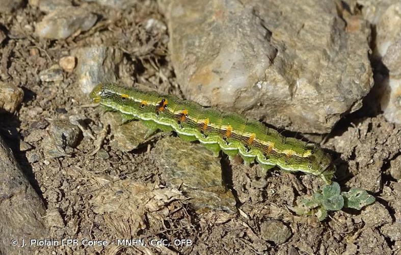 Chenille © J. Piolain LPR Corse - MNHN, CdC, OFB