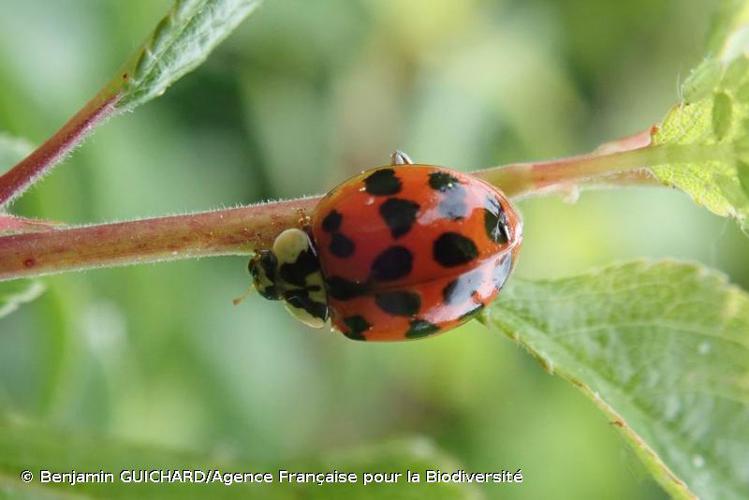  © Benjamin GUICHARD/Agence Française pour la Biodiversité