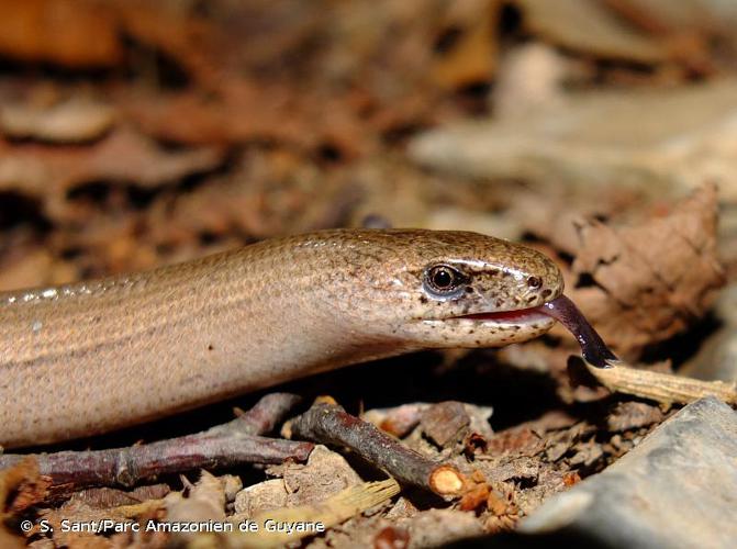  © S. Sant/Parc Amazonien de Guyane