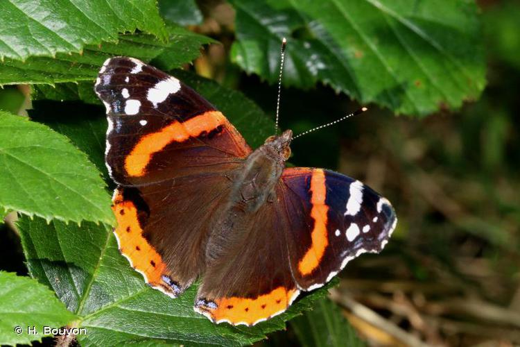 Vanessa  Atlas Biodiv'PACA - LPO Provence-Alpes-Côte d'Azur