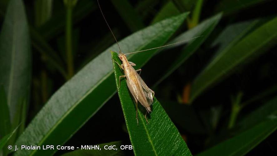 Mâle © J. Piolain LPR Corse - MNHN, CdC, OFB